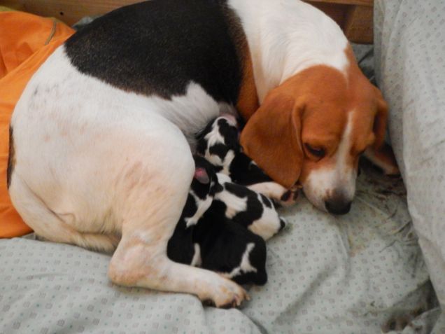 Fratellini beagle a nanna