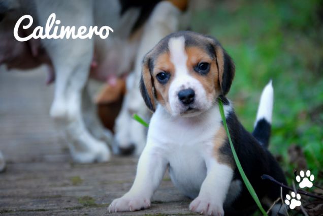 Calimero, un nome una garanzia