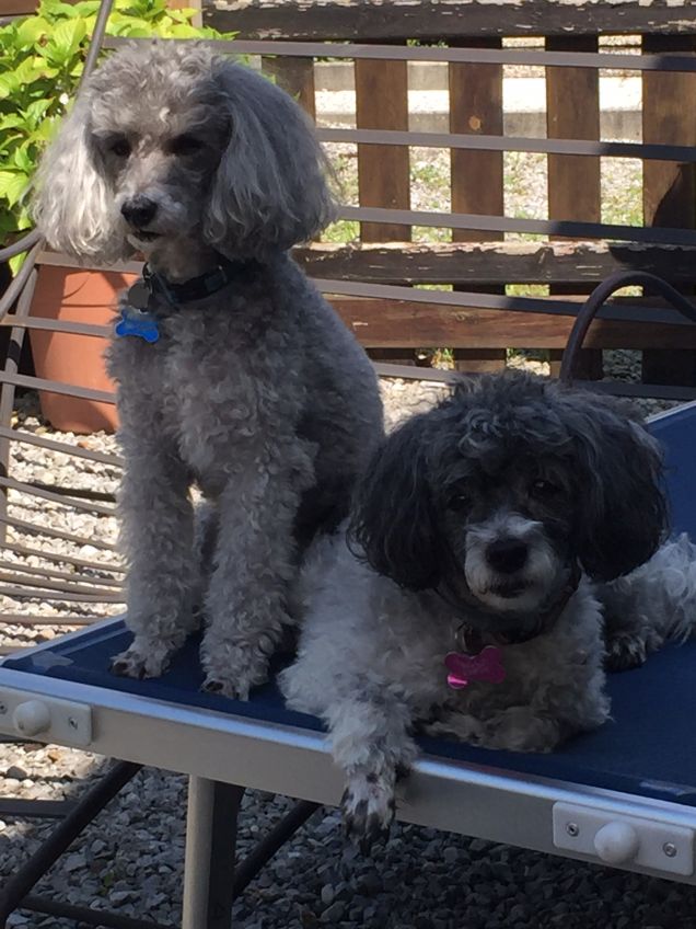 I mie cagnolini sono al lago