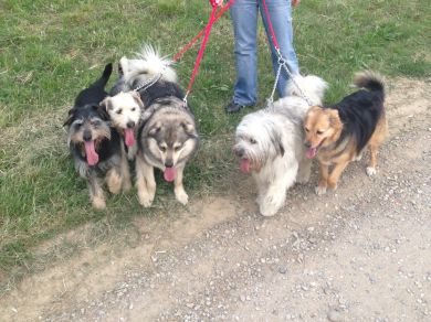 Pallina, Buzzy, Jigen, Nerina e Tyson