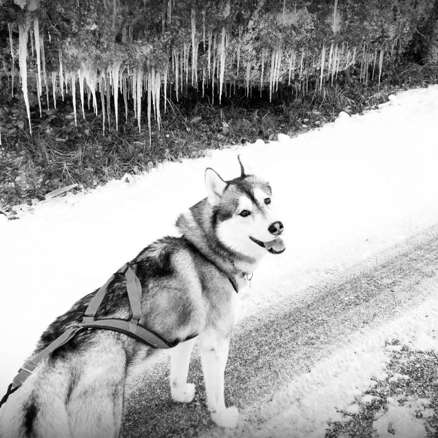 Happy dog trekking 