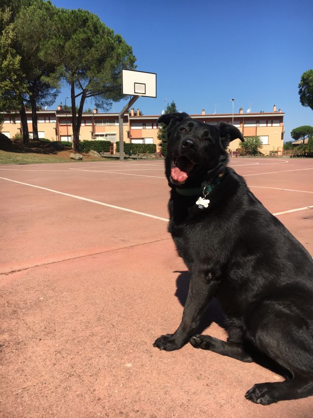 basket-dog