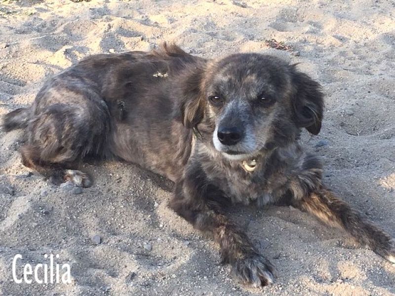 TOMMASO E CECILIA (ADOTTABILI SEPARATAMENTE)