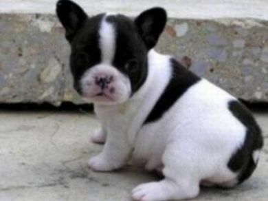 Regalo Bulldog francese cuccioli