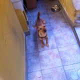 i miei cagnolini
