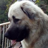 ARGO il cucciolone