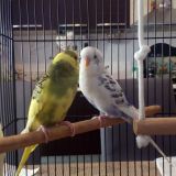 Charlie & Jago