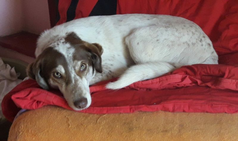 lucy, salvata dalle strade dell'albania, in cerca di casa!