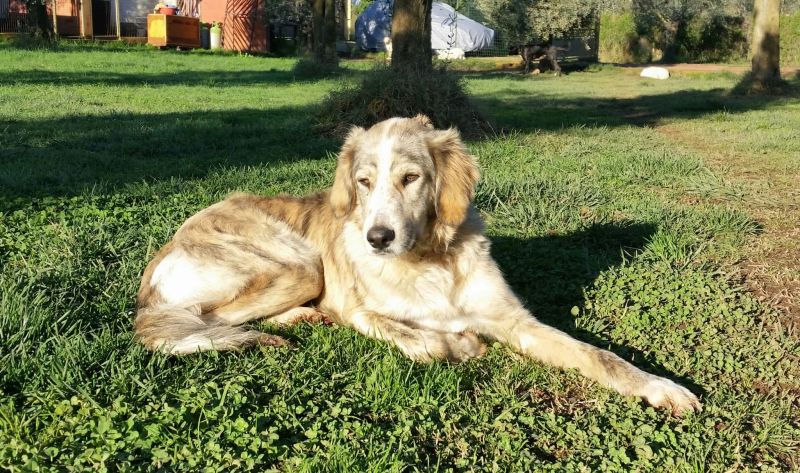 Skinni, bellissima e buona cucciolona in cerca di famiglia