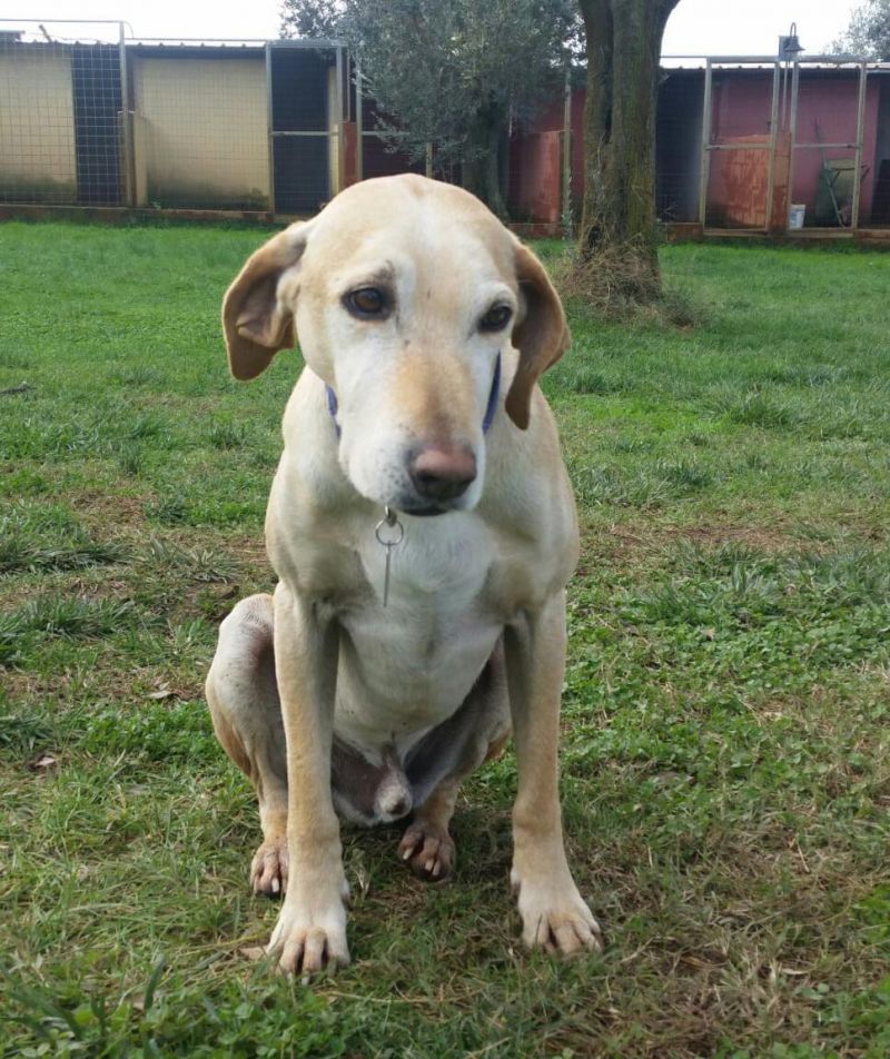 Wilbur, segugio simpatico e socievole