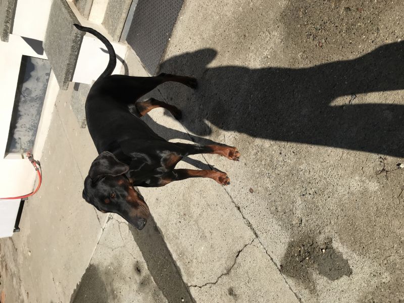 Dobermann in adozione