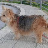 Rosalia