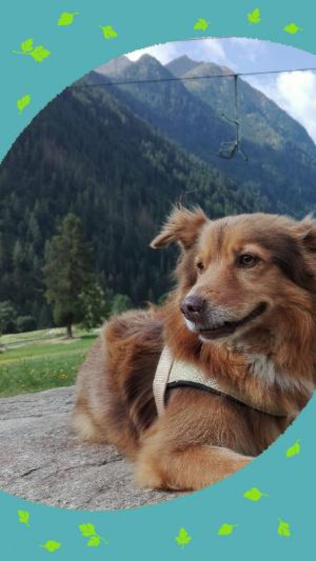 sono il re della montagna