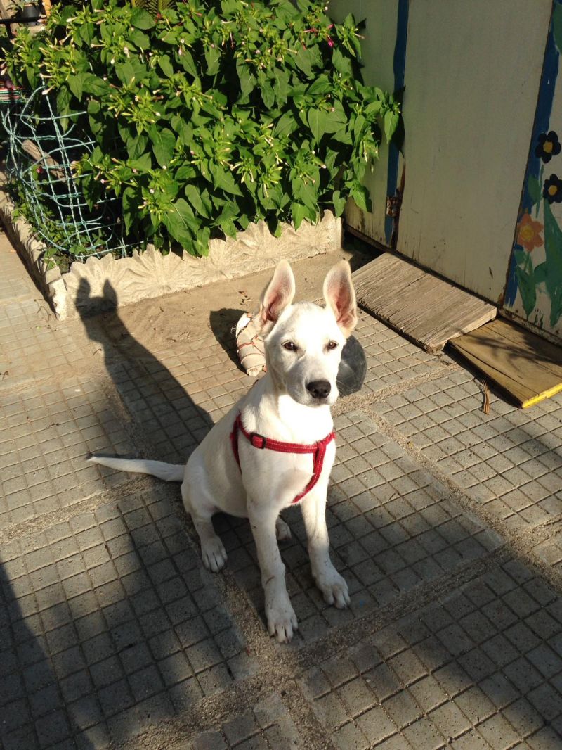 adozione urgente cucciolo taglia medio grande