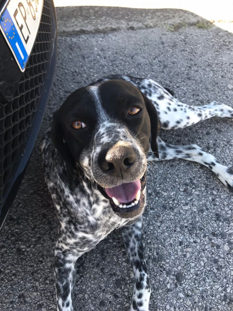 Zeno il cane inetto