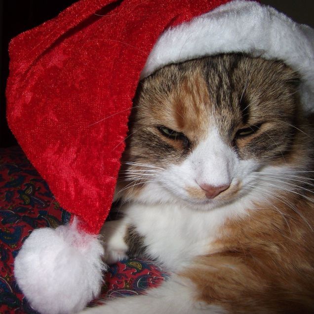 Severino Xmas-Cat