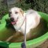Cane mix labrador maremmano taglia grande