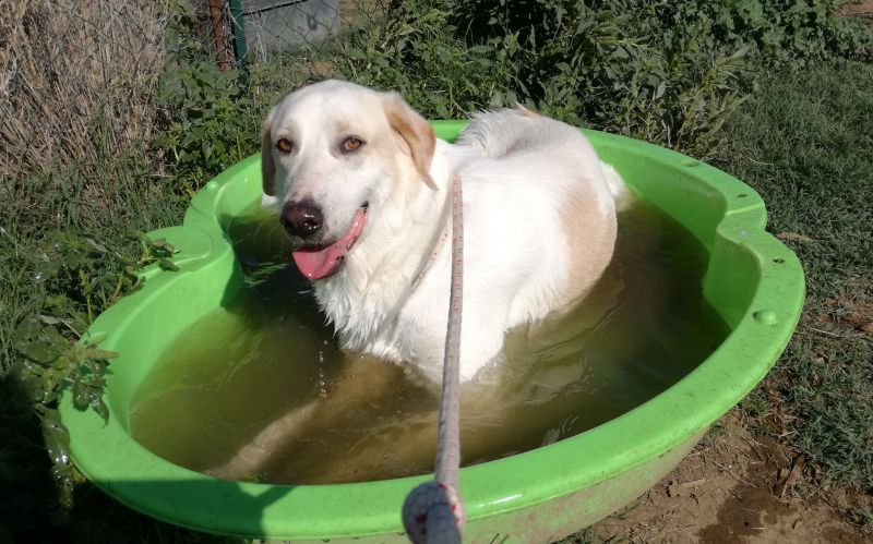 Cane mix labrador maremmano taglia grande
