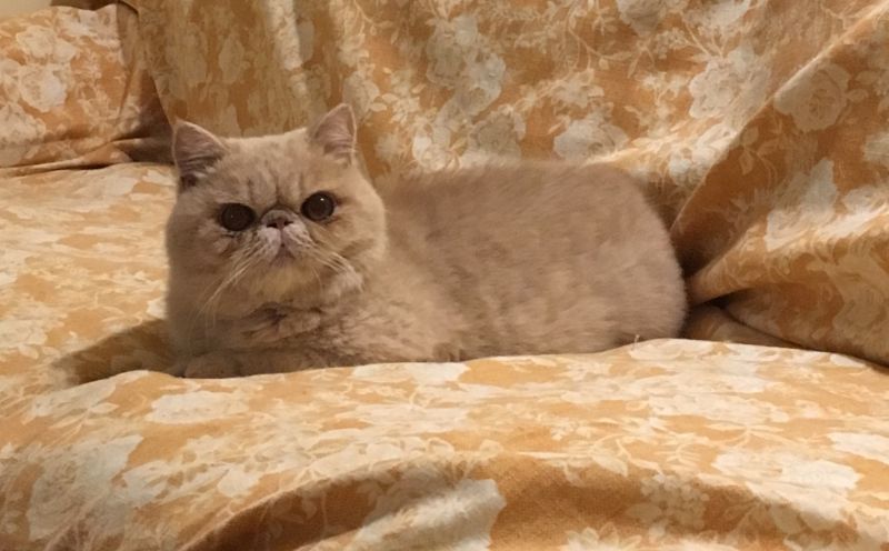 Exoticshorthair Maschio x accoppiamento