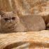 Exoticshorthair Maschio x accoppiamento