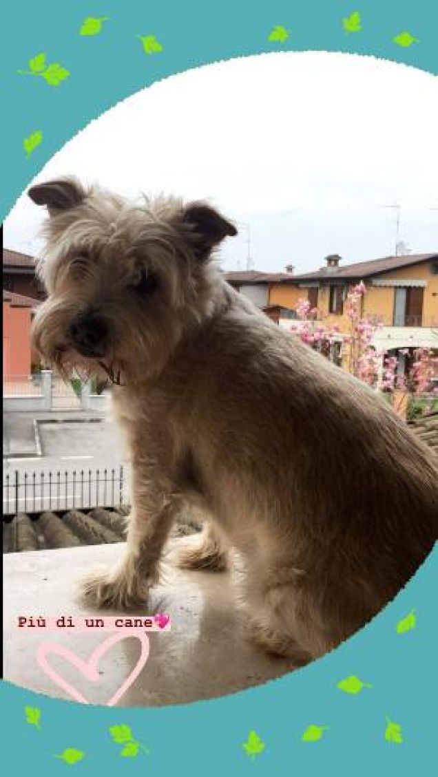 Più di un cane 