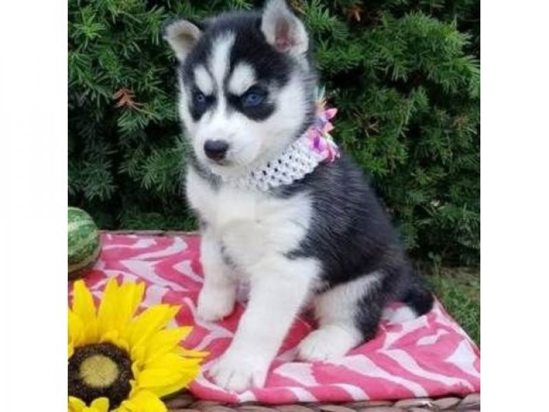 CUCCIOLO DI SIBERIAN HUSKY