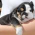 REGALO CUCCIOLO BULLDOG INGLESE