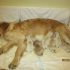 Vendesi ultime 2 cucciole Golden Retriever