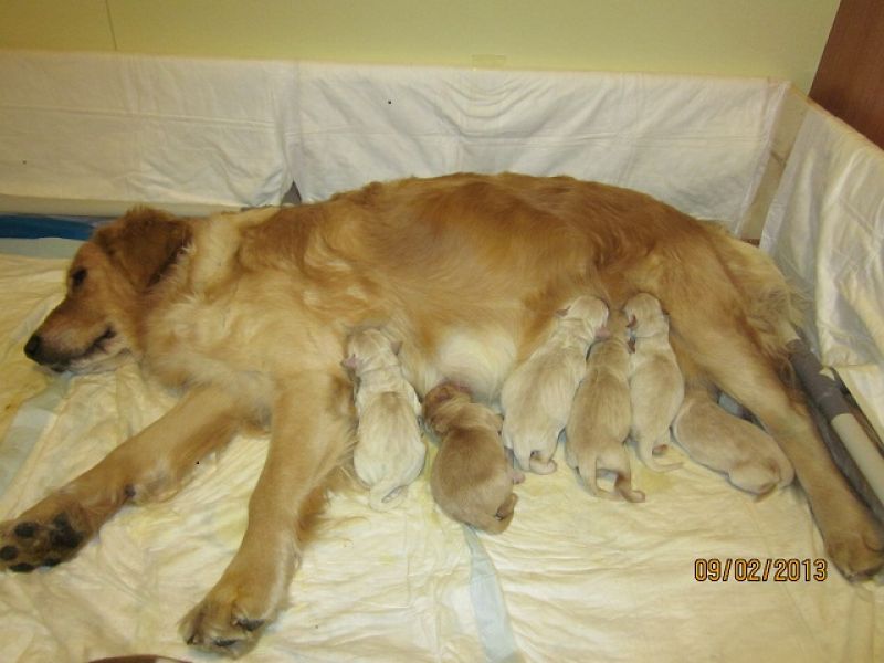 Vendesi ultime 2 cucciole Golden Retriever