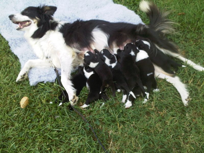 cuccioli border collie