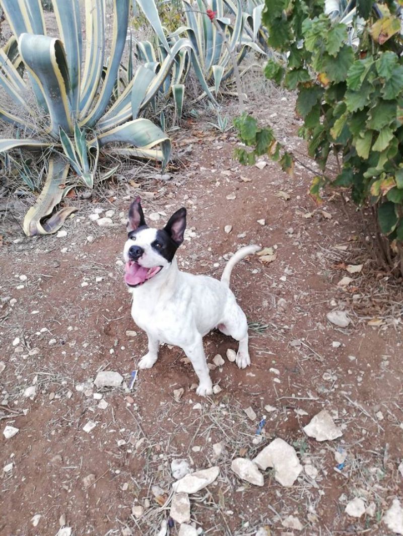 NALA, simil pitbull in cerca d'amore
