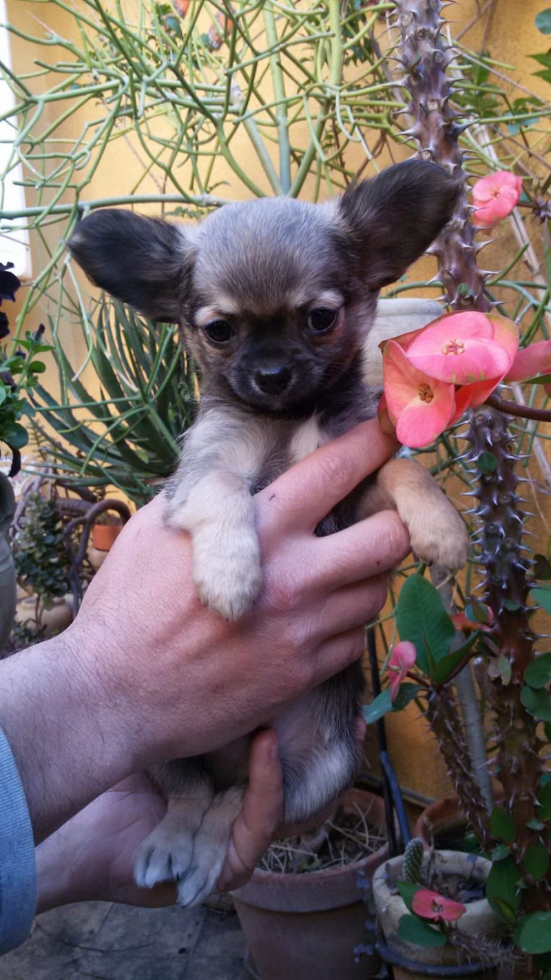Chihuahua Pelo Lungo con Pedigree T3396230997