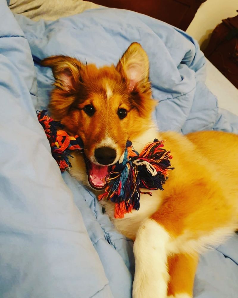 Mille colori 