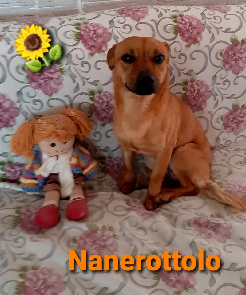 NANEROTTOLO...UN MERAVIGLIOSO CUICCIOLO