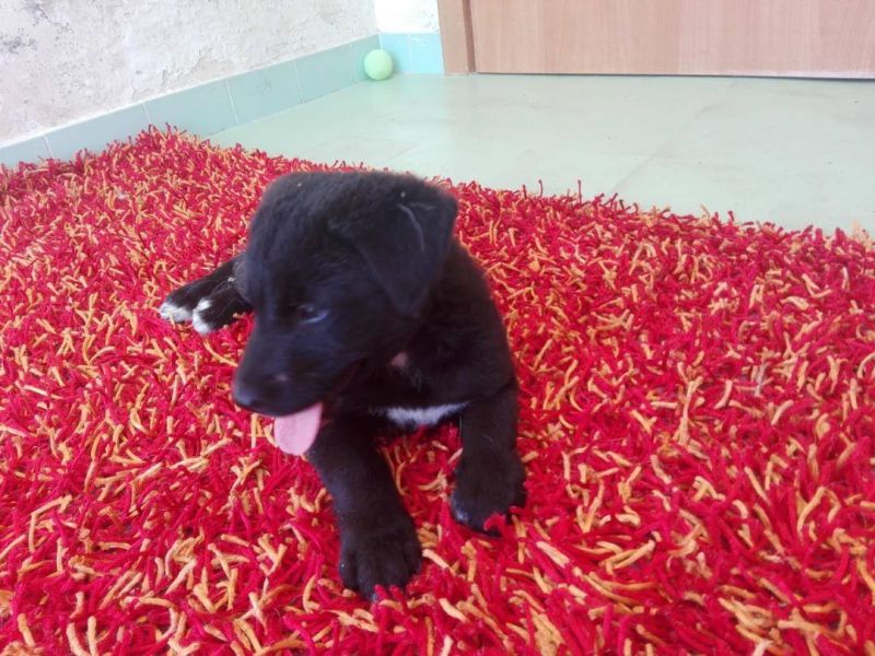 Cucciola taglia medio/grande cercano adozione