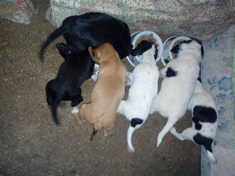 Regalo cuccioli dolcissimi