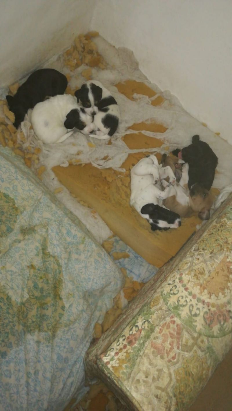 Regalo cuccioli dolcissimi