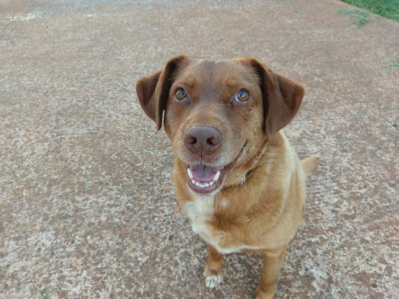 CHARLIE Dolcissimo ed adorabile cagnolino