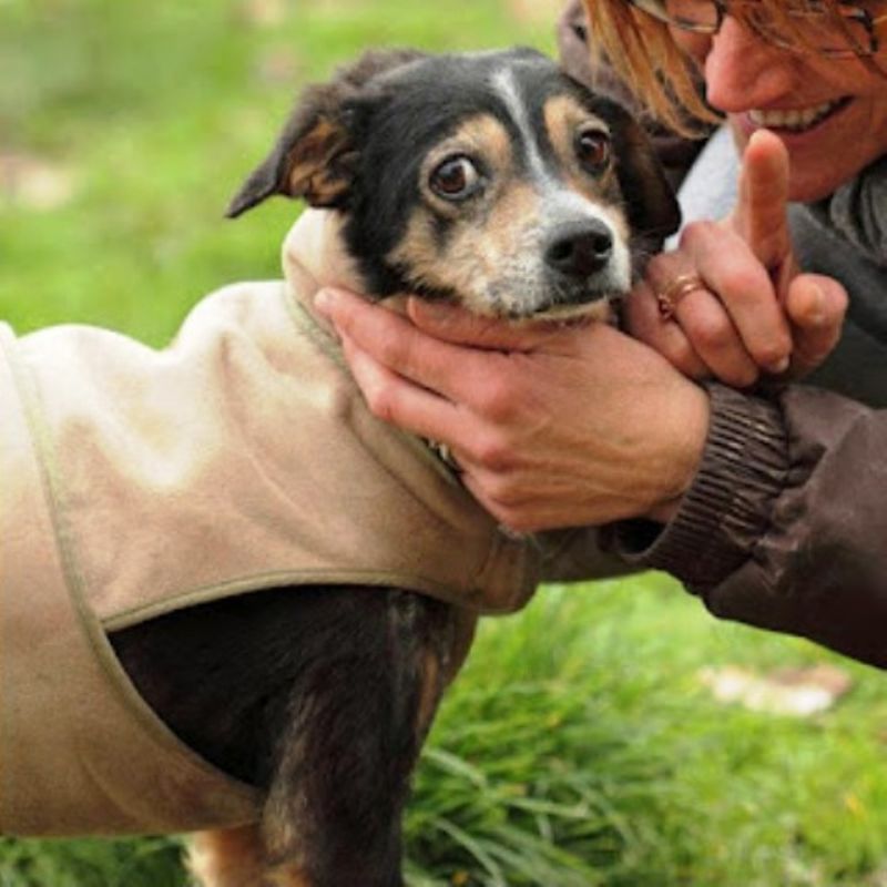 cagnolina taglia piccola cerca casa URGENTEMENTE!!