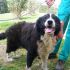 bellissima border collie cerca casa