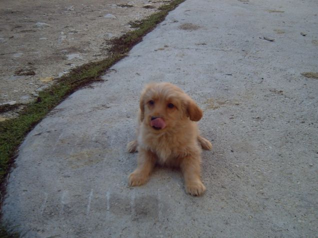cucciolo salvato dall'associazione.