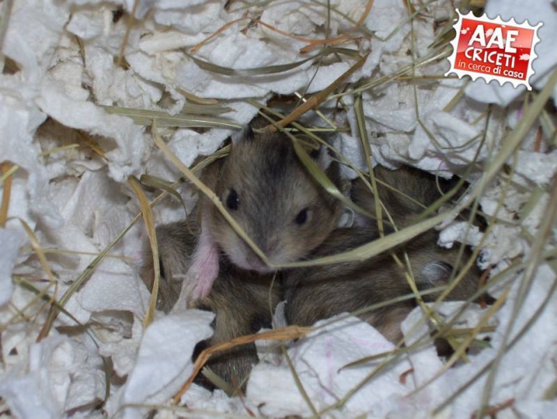 cuccioli di criceto in adozione