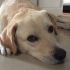 cucciolo incrocio labrador cerca casa
