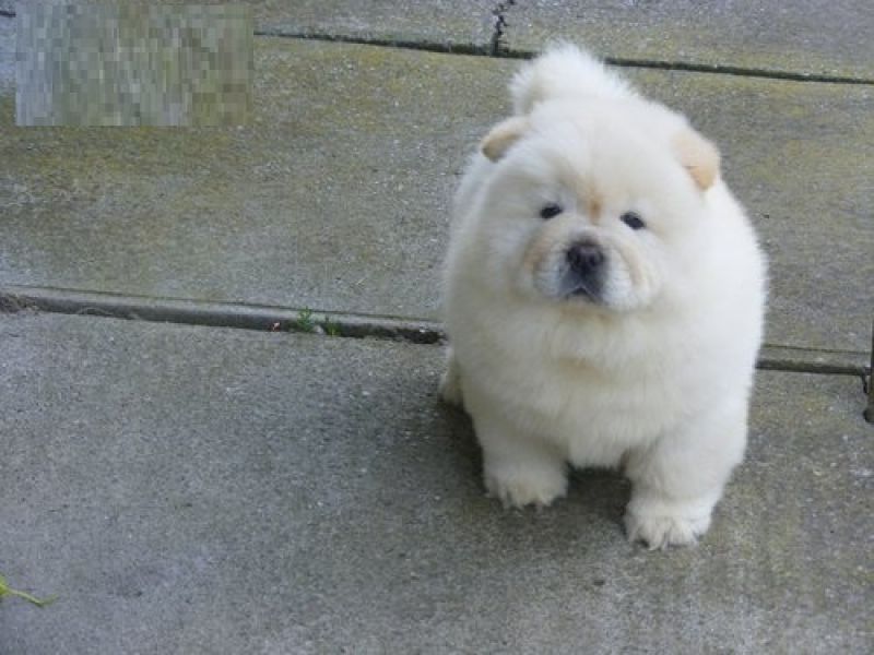 Chow Chow bianchi