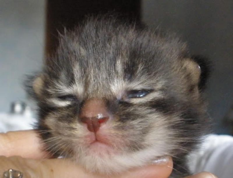 CUCCIOLI MAINE COON