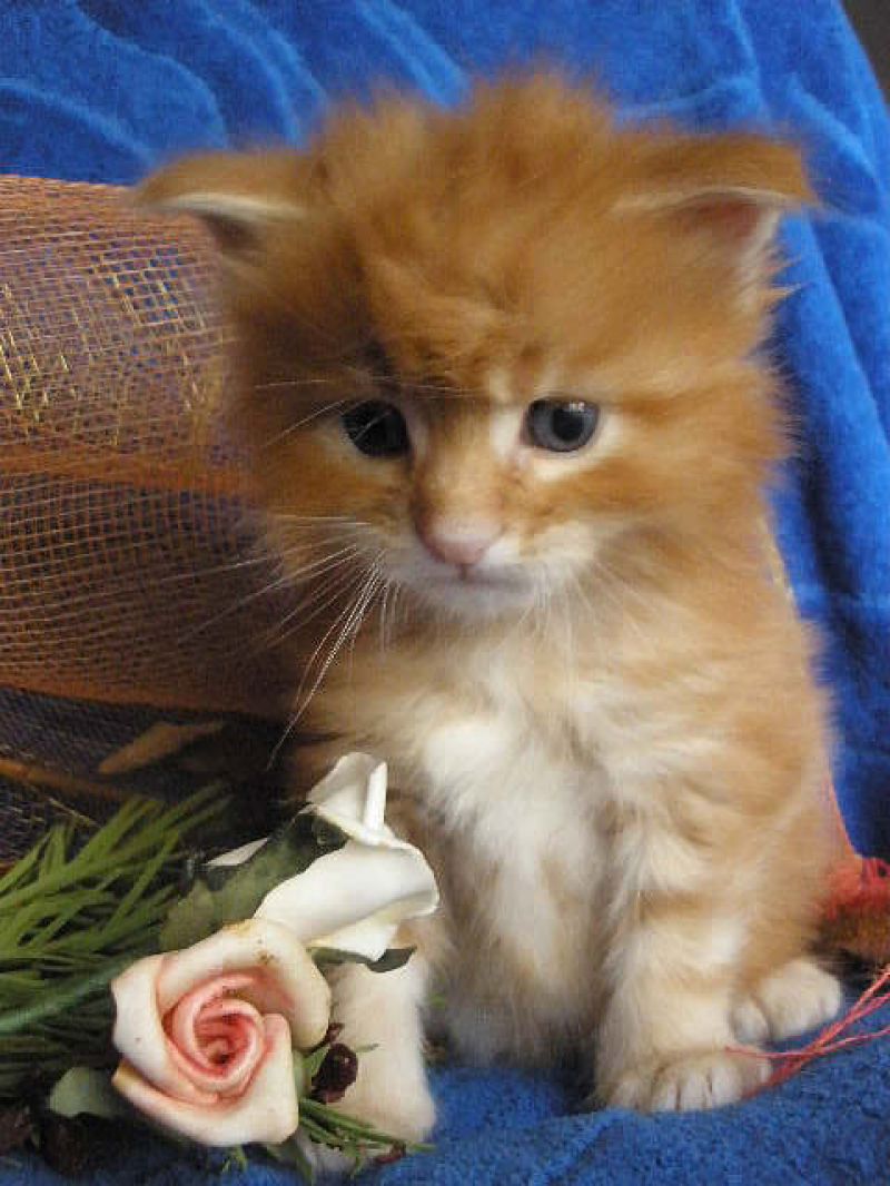 SPLENDIDA CUCCIOLATA MAINE COON