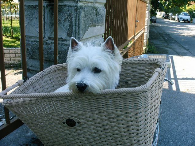 ..un bel giretto in bicicletta