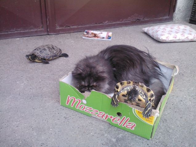 rascal e le tartarughe ninja 