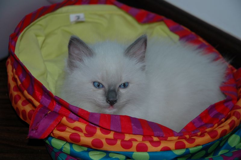 Morbidissimi cuccioli di razza Ragdoll 