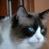 Bellissimo maschio Ragdoll